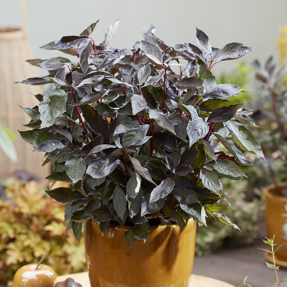 <i>Cornus alba</i> <b class=small-caps>Nightfall</b> ('Verpaalen3') (PBR)