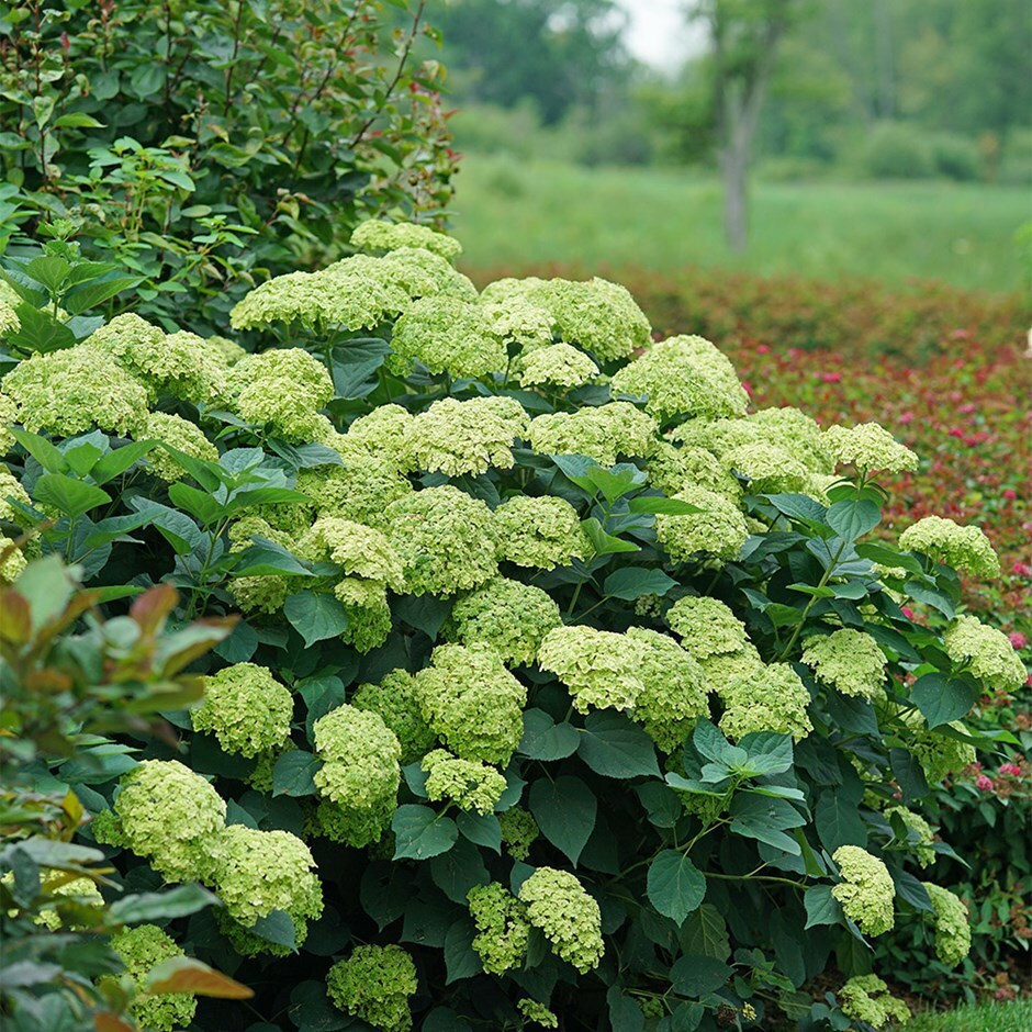 <i>Hydrangea arborescens</i> <b class=small-caps>Sublime Annabelle</b> ('SMNHRL') (PBR)