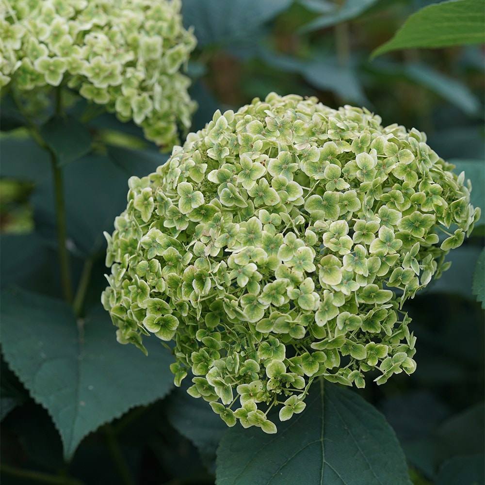 <i>Hydrangea arborescens</i> <b class=small-caps>Sublime Annabelle</b> ('SMNHRL') (PBR)