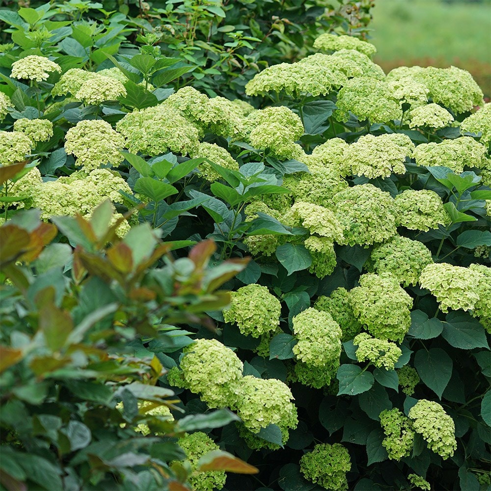 <i>Hydrangea arborescens</i> <b class=small-caps>Sublime Annabelle</b> ('SMNHRL') (PBR)