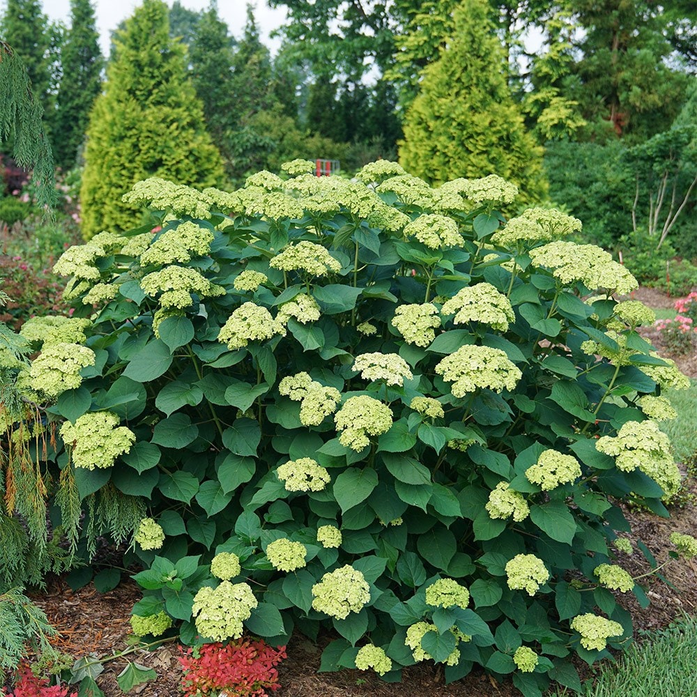 <i>Hydrangea arborescens</i> <b class=small-caps>Sublime Annabelle</b> ('SMNHRL') (PBR)
