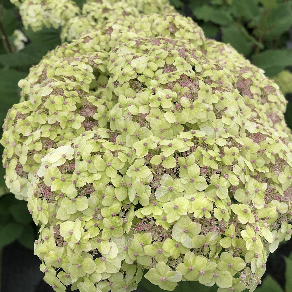 <i>Hydrangea arborescens</i> <b class=small-caps>Sublime Annabelle</b> ('SMNHRL') (PBR)