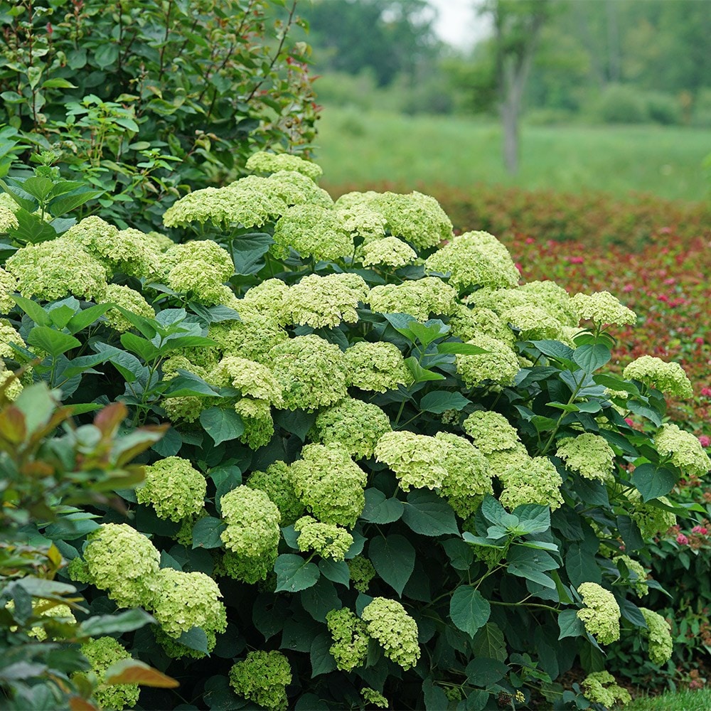 <i>Hydrangea arborescens</i> <b class=small-caps>Sublime Annabelle</b> ('SMNHRL') (PBR)