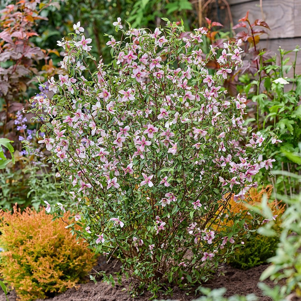 <i>Philadelphus</i> <b class=small-caps>Petite Perfume Pink</b> ('P1') (PBR)