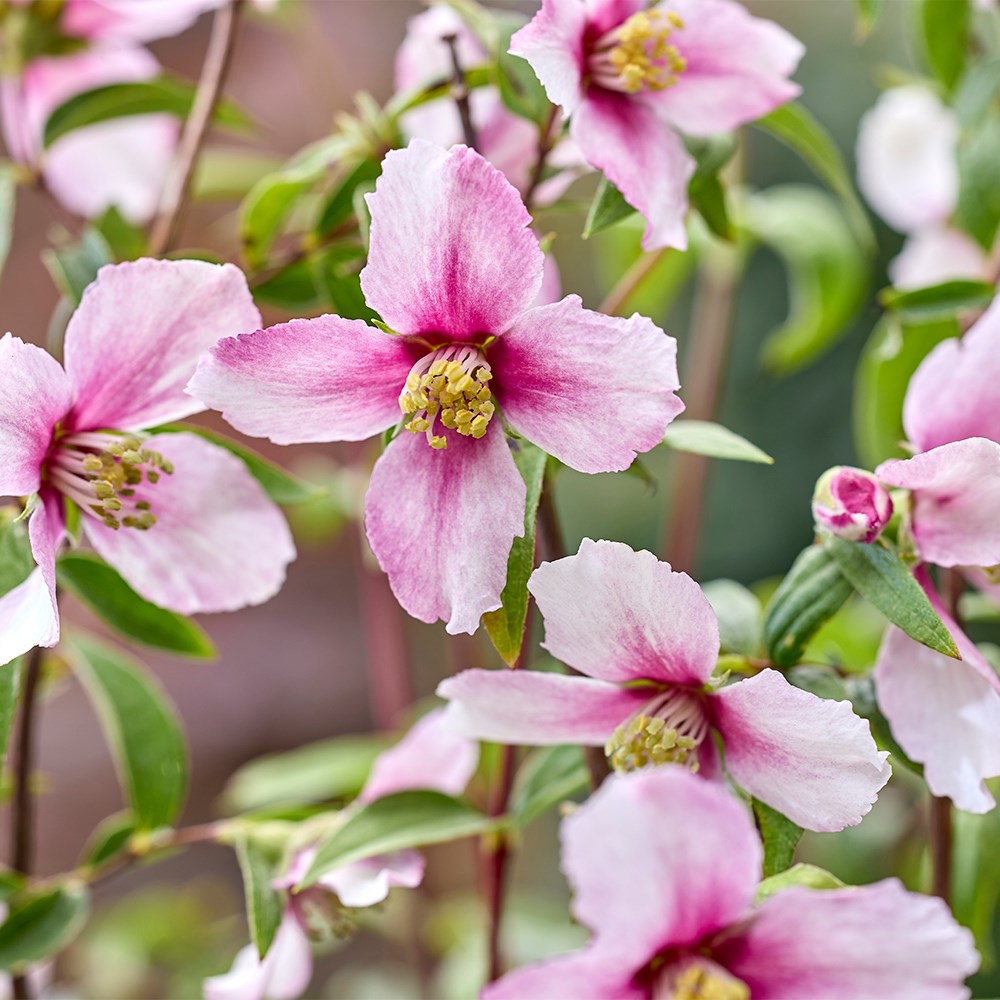 <i>Philadelphus</i> <b class=small-caps>Petite Perfume Pink</b> ('P1') (PBR)