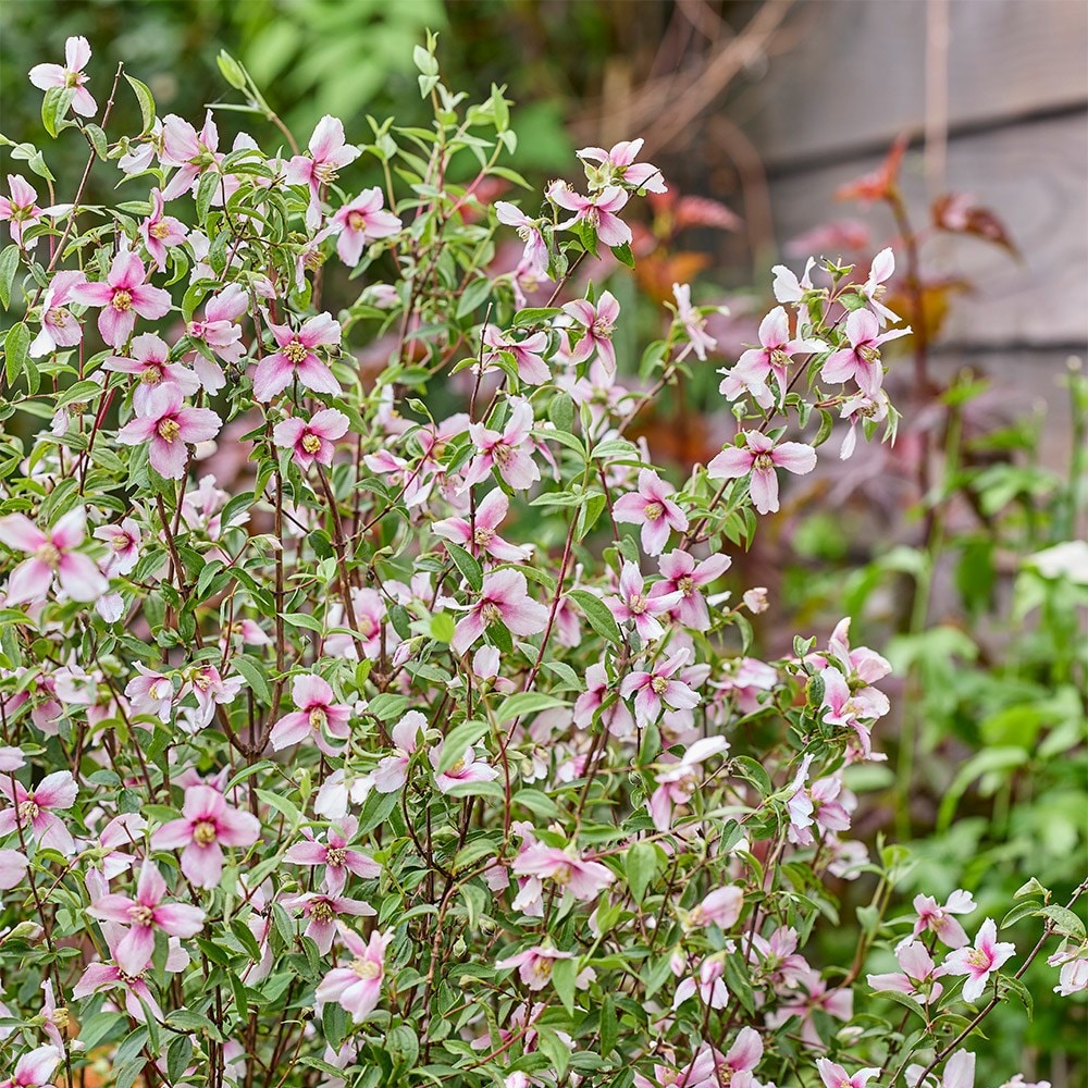<i>Philadelphus</i> <b class=small-caps>Petite Perfume Pink</b> ('P1') (PBR)