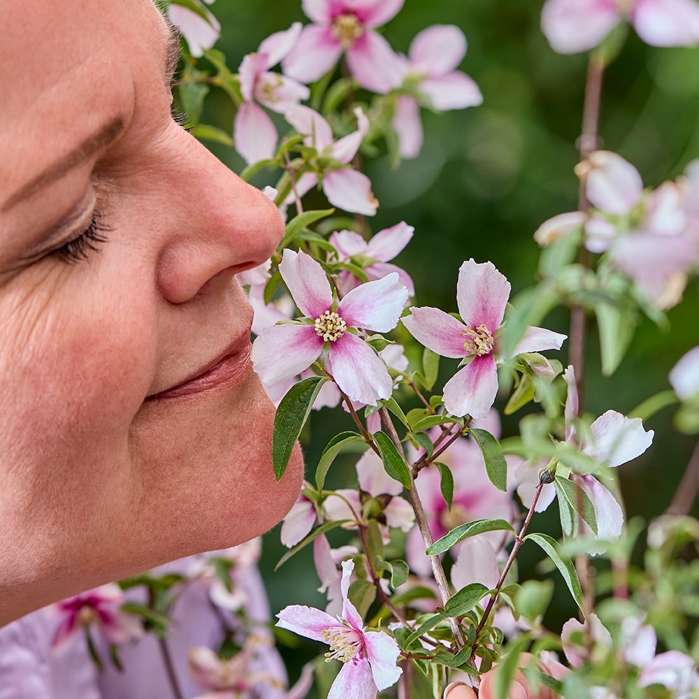 <i>Philadelphus</i> <b class=small-caps>Petite Perfume Pink</b> ('P1') (PBR)