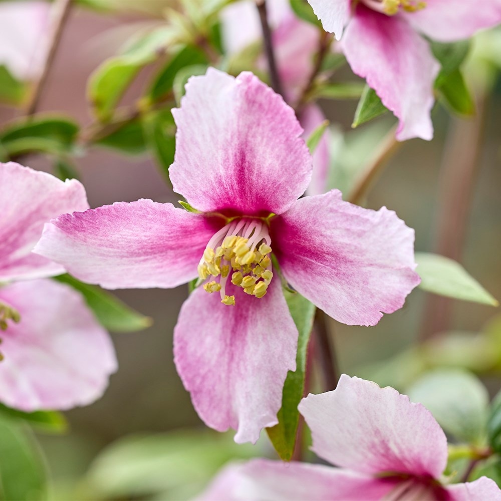 <i>Philadelphus</i> <b class=small-caps>Petite Perfume Pink</b> ('P1') (PBR)