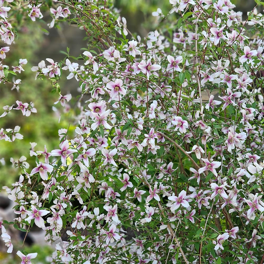 <i>Philadelphus</i> <b class=small-caps>Petite Perfume Pink</b> ('P1') (PBR)