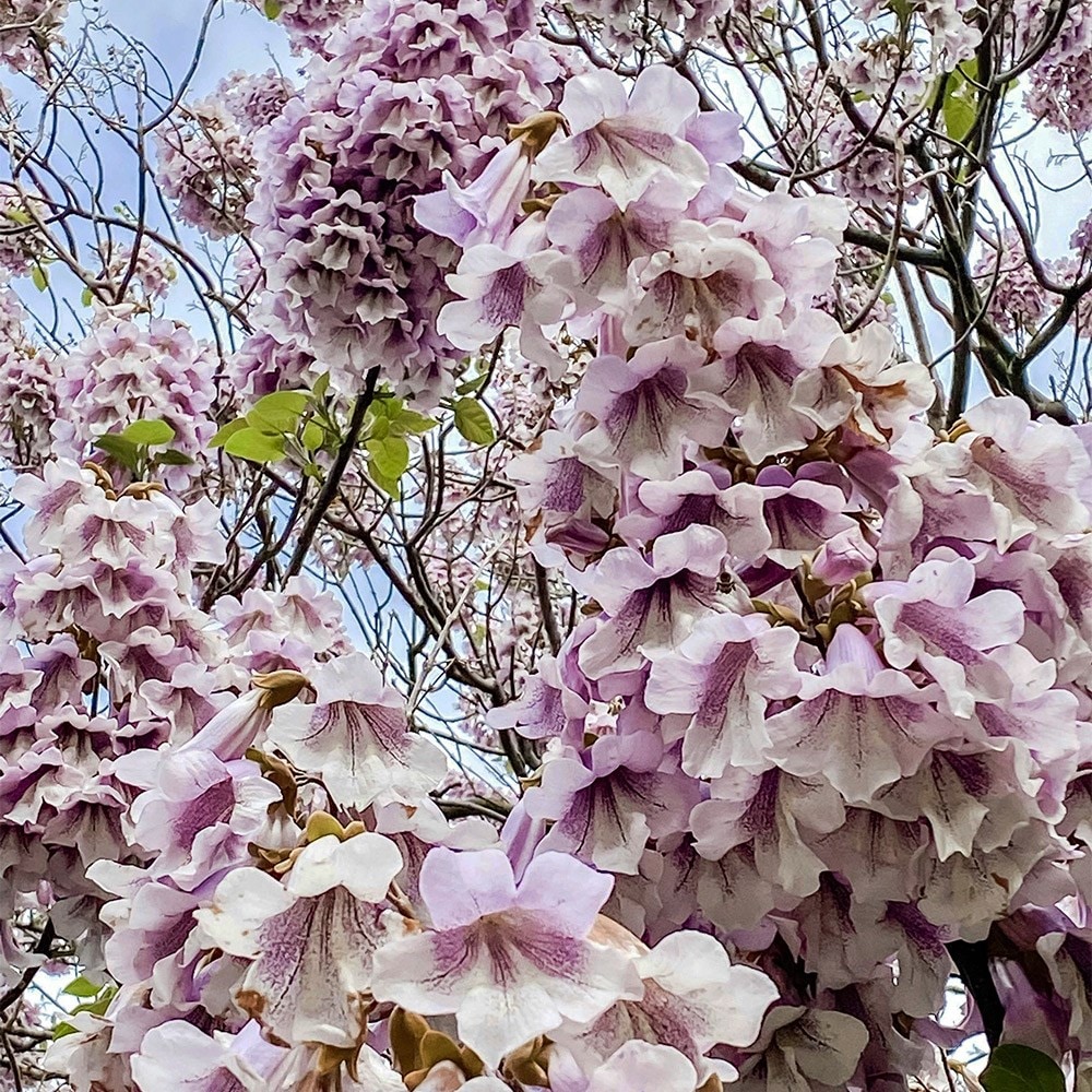 <i>Paulownia elongata</i> 'Futuro' (PBR)