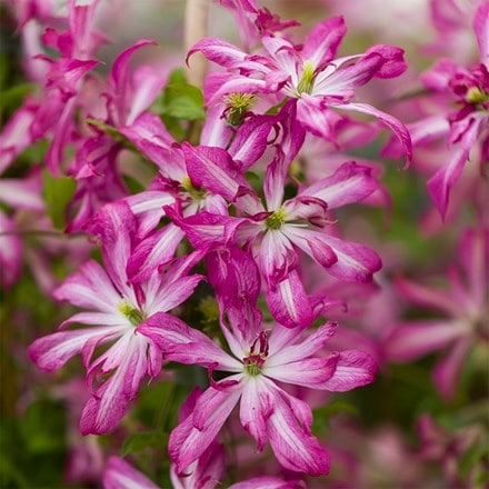 Clematis Glorious Surprise (‘ZO24010’) (PBR)
