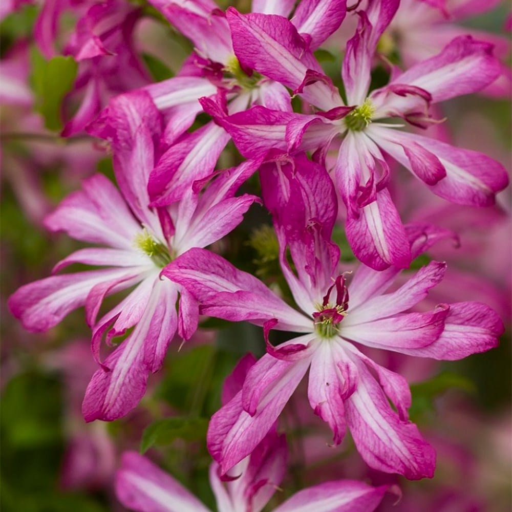 <i>Clematis</i> <b class=small-caps>Glorious Surprise</b> (‘ZO24010’) (PBR)