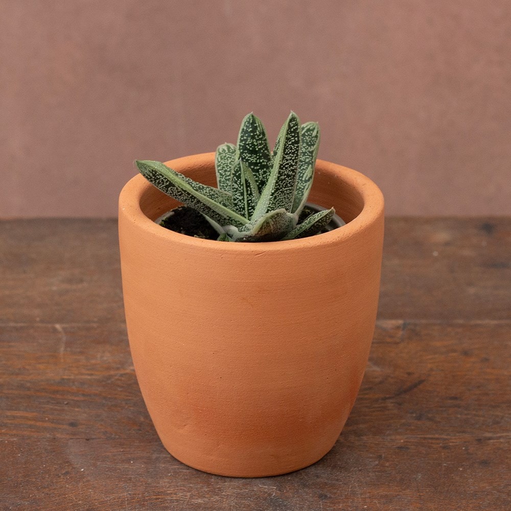 <i>Gasteria</i> 'Little Warty'