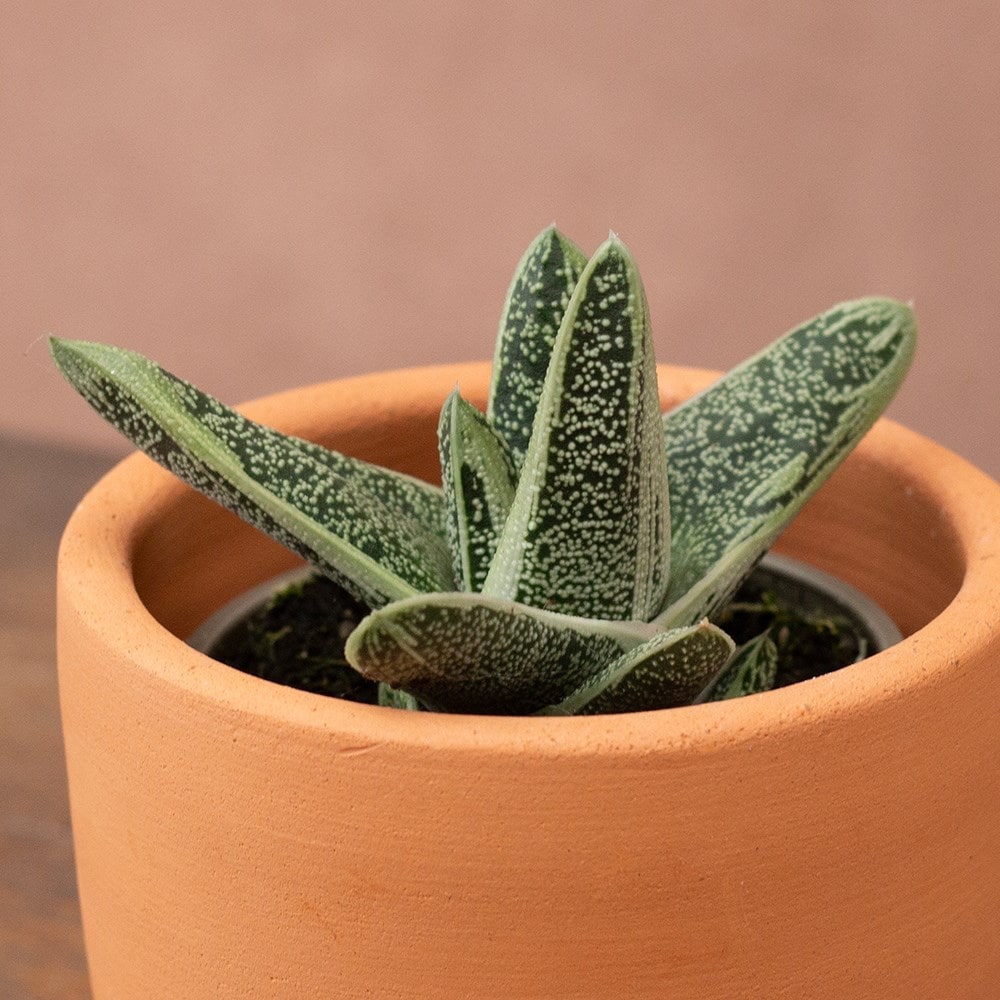 <i>Gasteria</i> 'Little Warty'