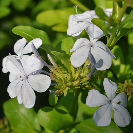 Plumbago auriculata f. alba