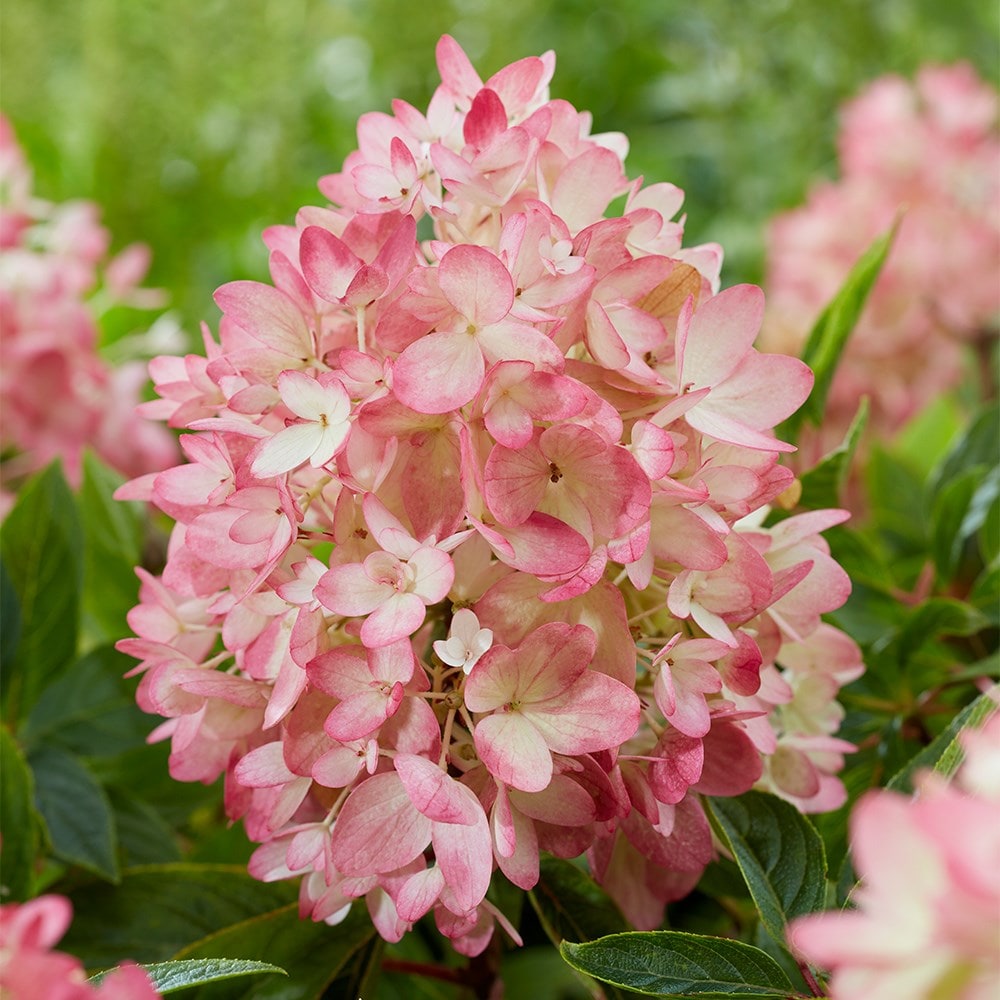 <i>Hydrangea paniculata</i> <b class=small-caps>Groundbreaker Blush</b> ('Lc no21') (PBR)