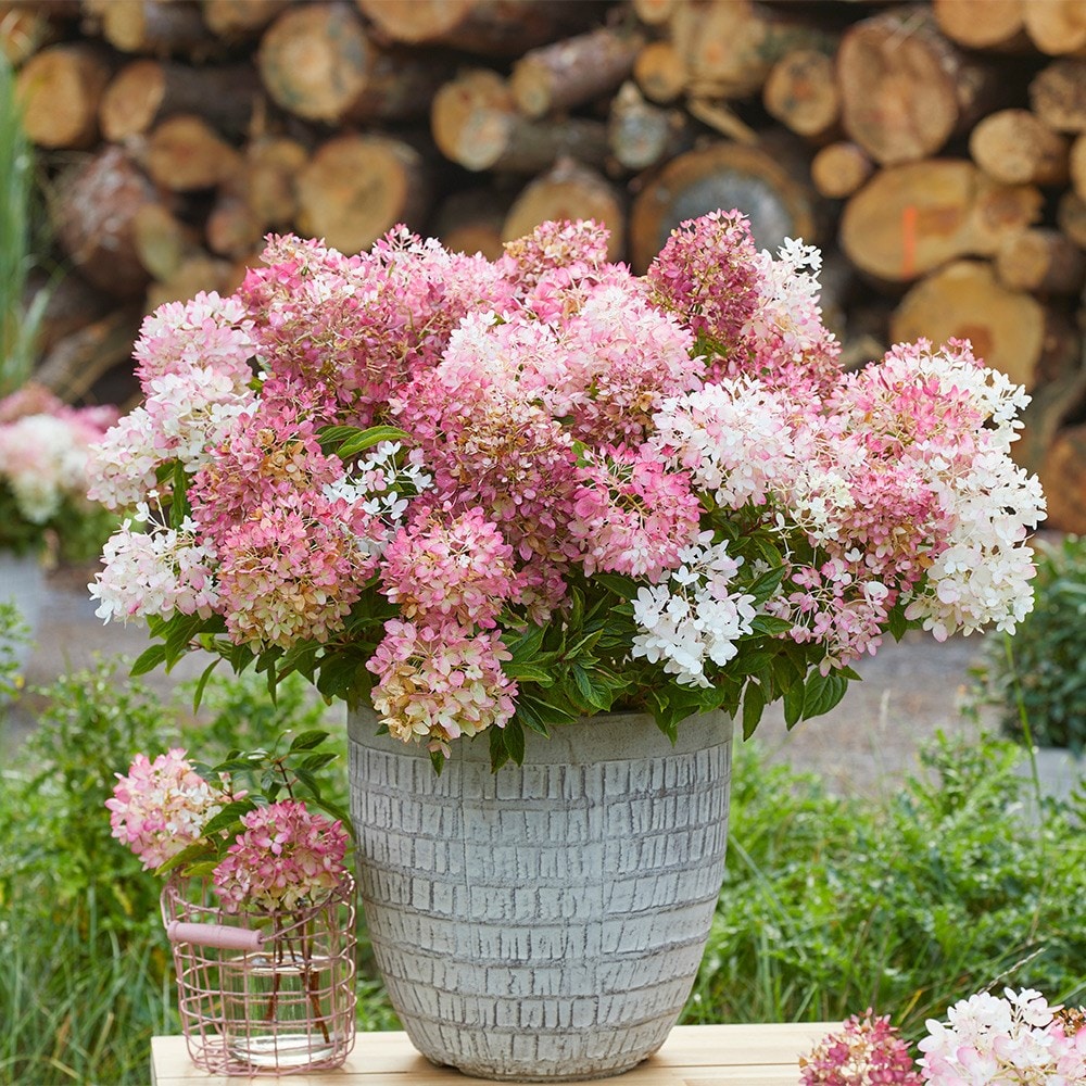 <i>Hydrangea paniculata</i> <b class=small-caps>Groundbreaker Blush</b> ('Lc no21') (PBR)