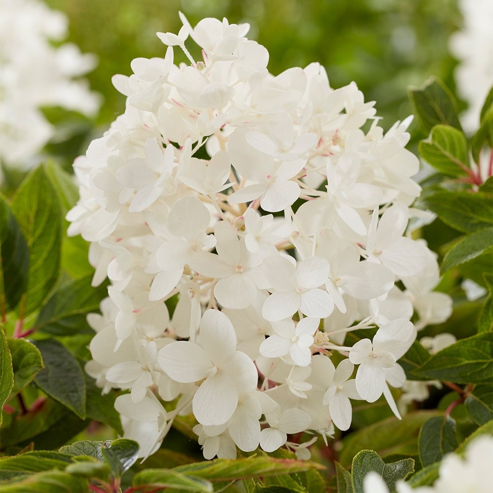 <i>Hydrangea paniculata</i> <b class=small-caps>Groundbreaker Blush</b> ('Lc no21') (PBR)