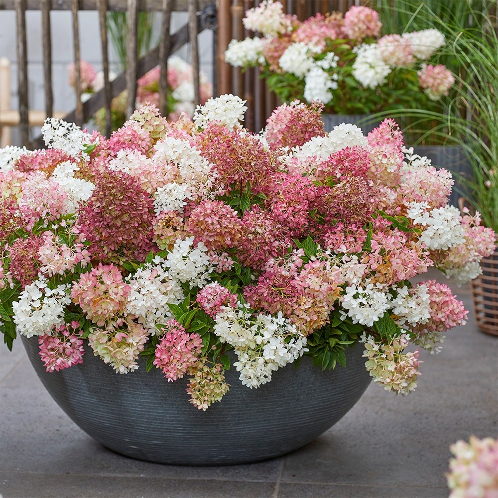 <i>Hydrangea paniculata</i> <b class=small-caps>Groundbreaker Blush</b> ('Lc no21') (PBR)