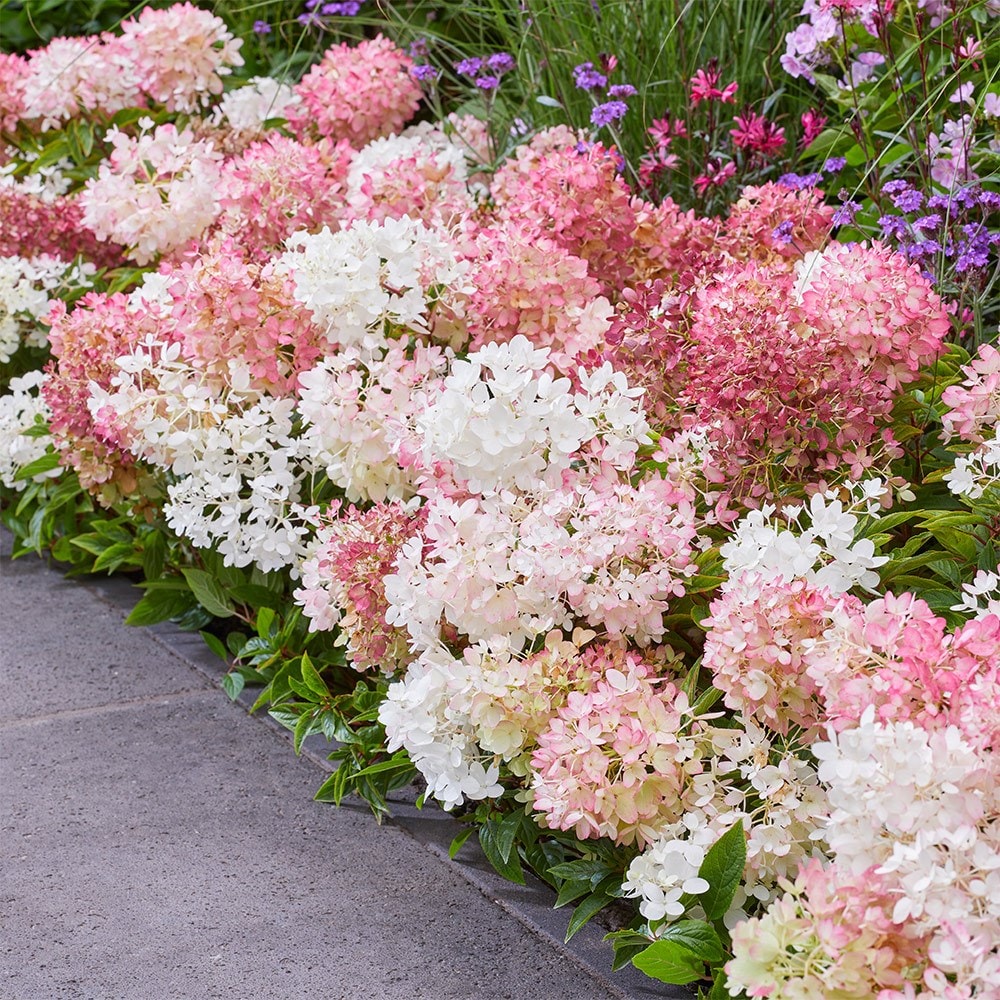 <i>Hydrangea paniculata</i> <b class=small-caps>Groundbreaker Blush</b> ('Lc no21') (PBR)