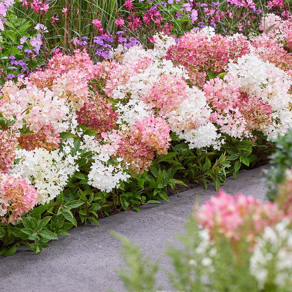 <i>Hydrangea paniculata</i> <b class=small-caps>Groundbreaker Blush</b> ('Lc no21') (PBR)