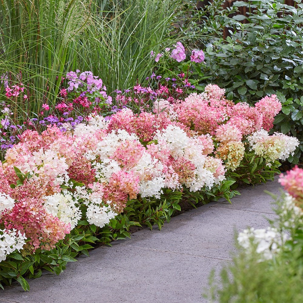 <i>Hydrangea paniculata</i> <b class=small-caps>Groundbreaker Blush</b> ('Lc no21') (PBR)