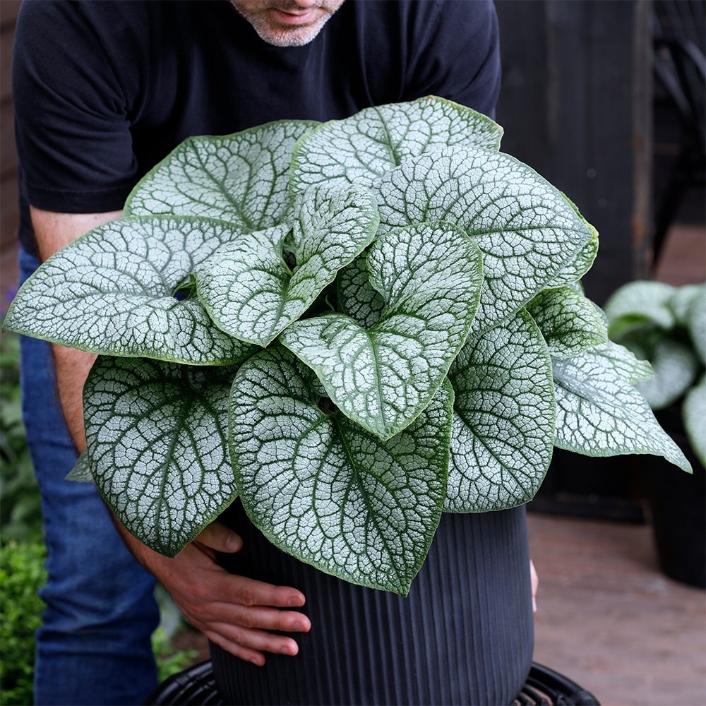 <i>Brunnera macrophylla</i> 'Jack of Diamonds' (PBR)