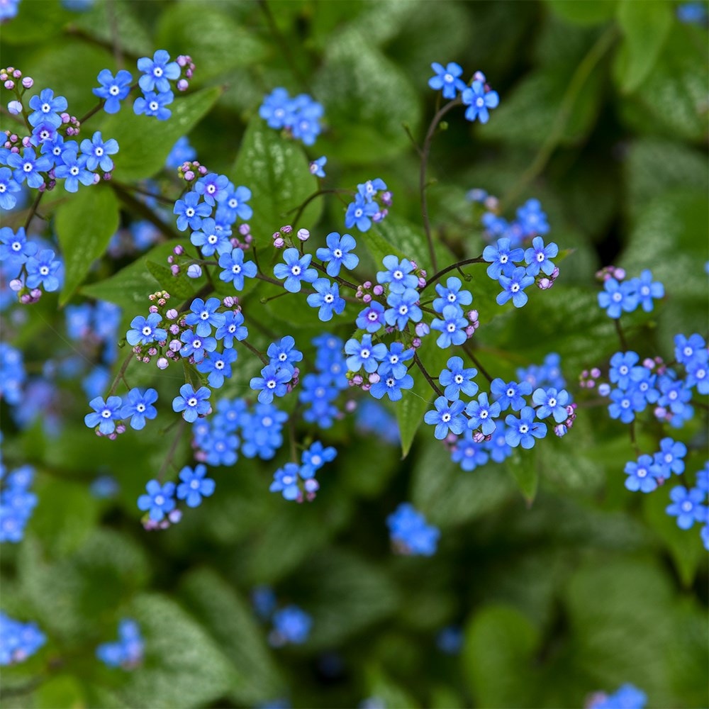 <i>Brunnera macrophylla</i> 'Jack of Diamonds' (PBR)