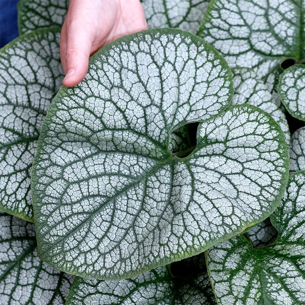 <i>Brunnera macrophylla</i> 'Jack of Diamonds' (PBR)