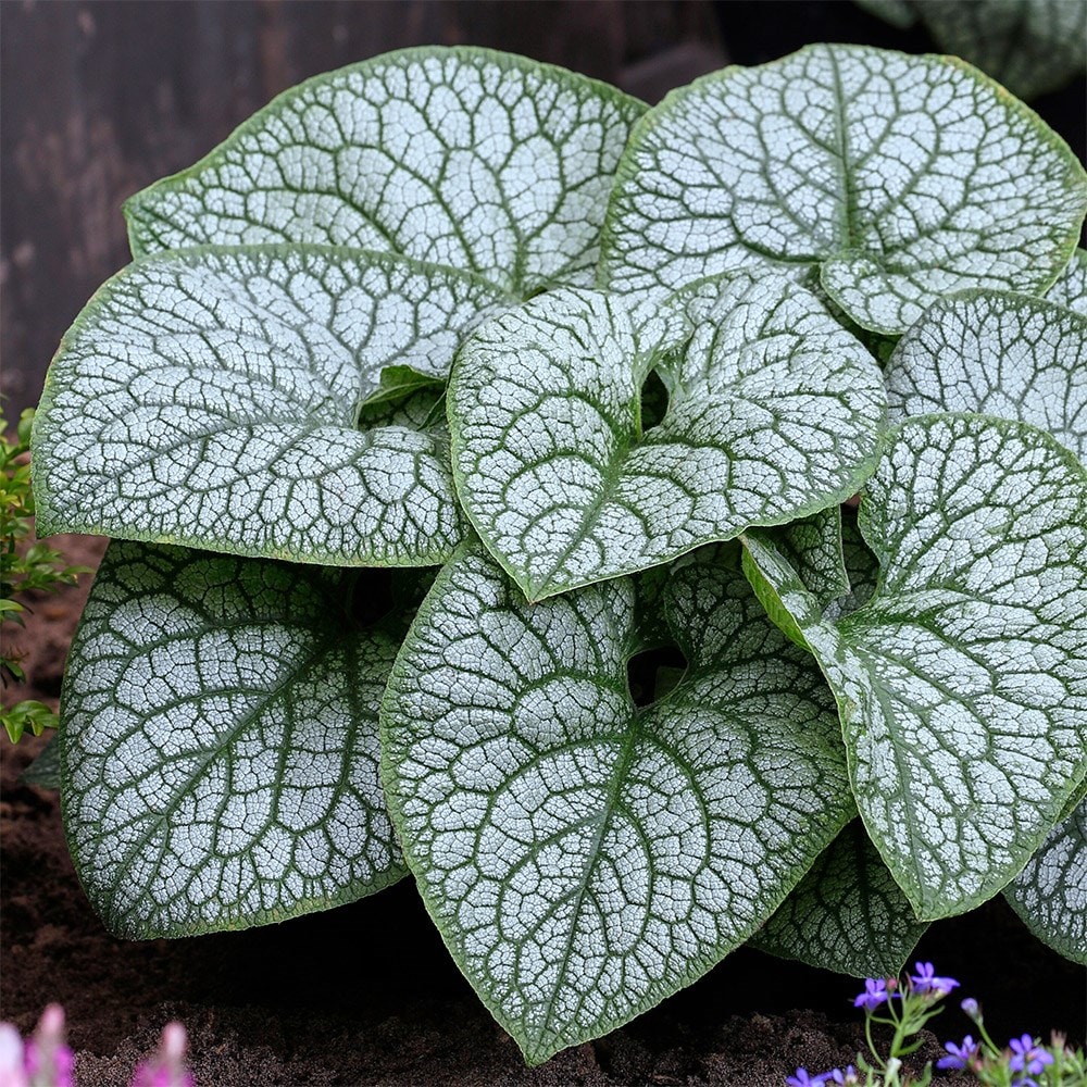 <i>Brunnera macrophylla</i> 'Jack of Diamonds' (PBR)