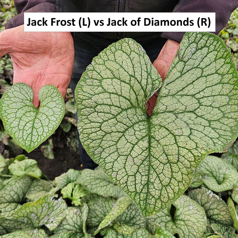 <i>Brunnera macrophylla</i> 'Jack of Diamonds' (PBR)