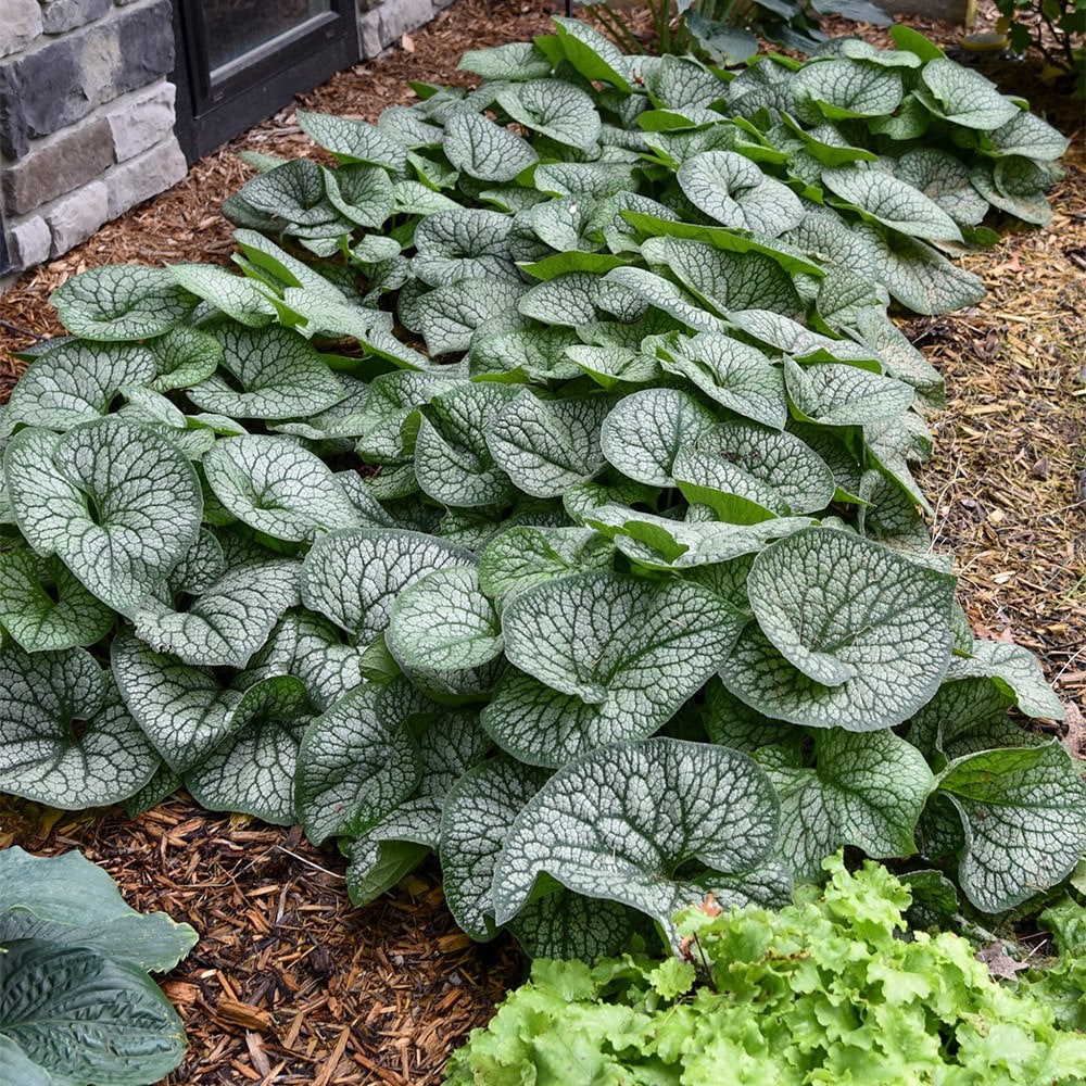 <i>Brunnera macrophylla</i> 'Jack of Diamonds' (PBR)