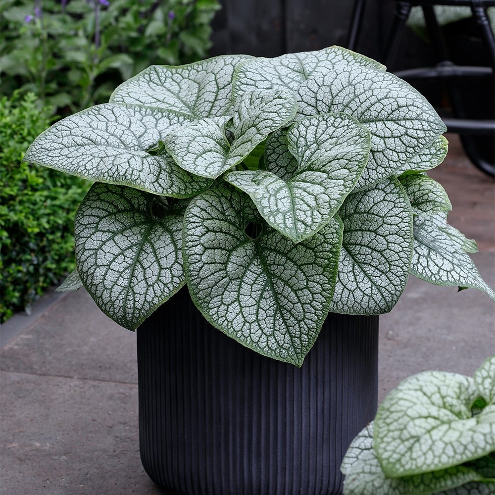 <i>Brunnera macrophylla</i> 'Jack of Diamonds' (PBR)