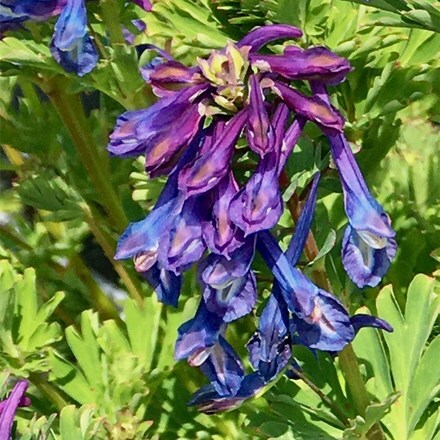 Corydalis calycosa