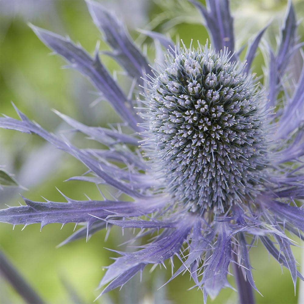 sea holly