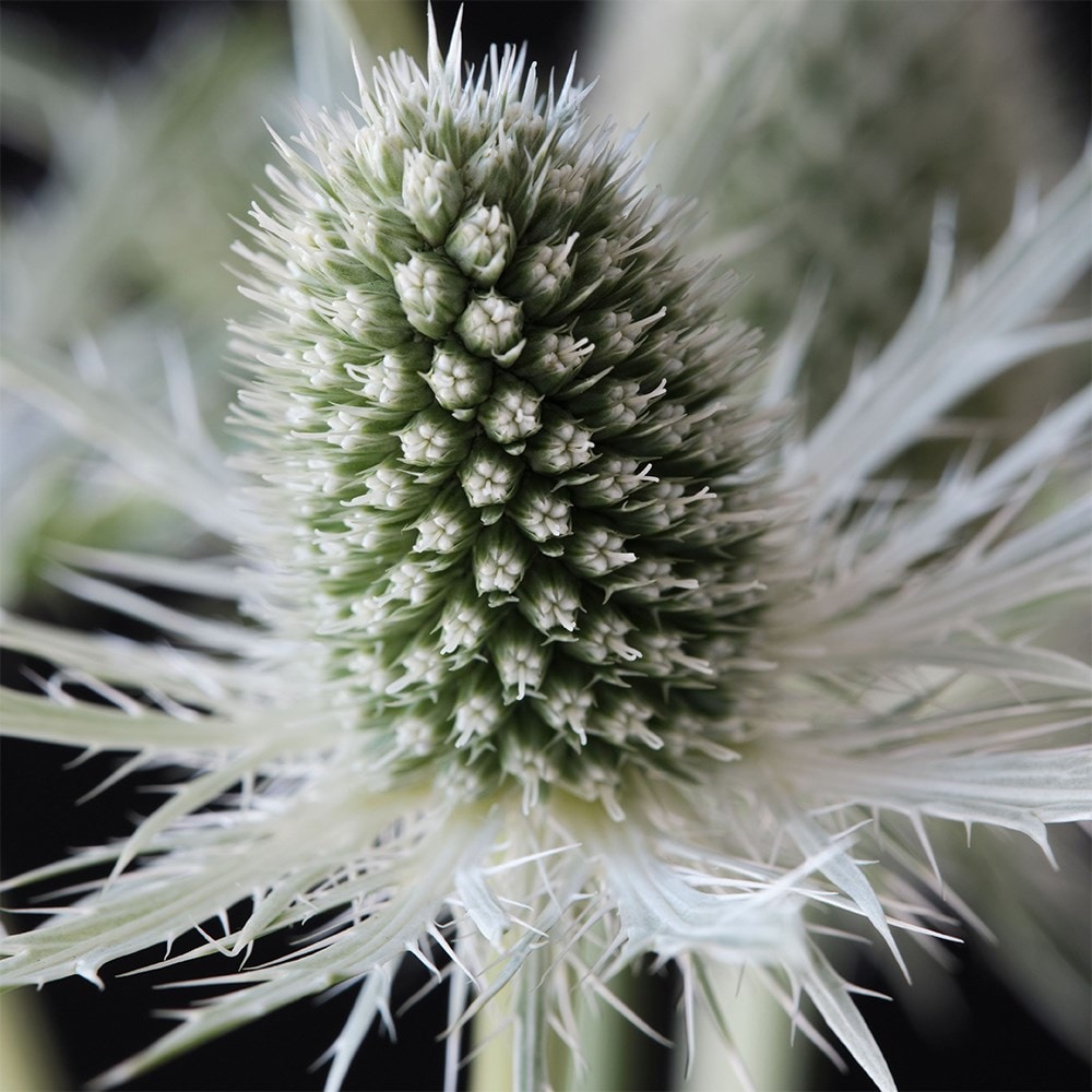 sea holly