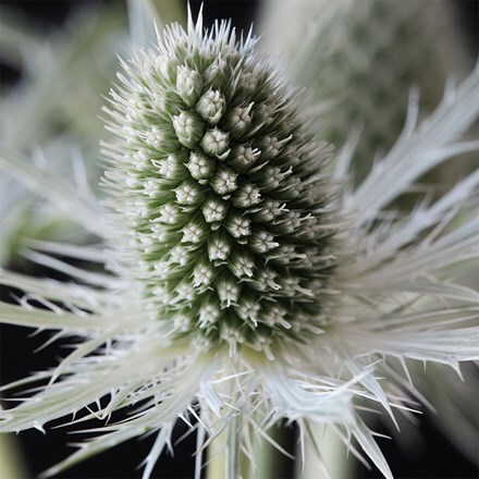 Eryngium Magical White Lagoon ('Kolmwhila') (PBR) (Magical Series)