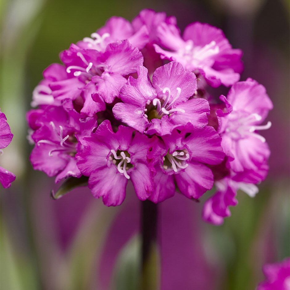 ragged robin (syn. Lychnis 'Cherry Bubbles')