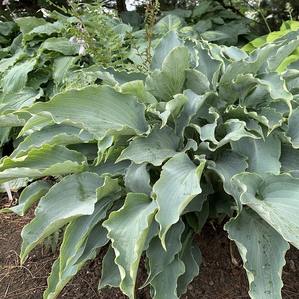 Product options image