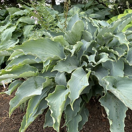 Hosta Tears in Heaven (PBR)