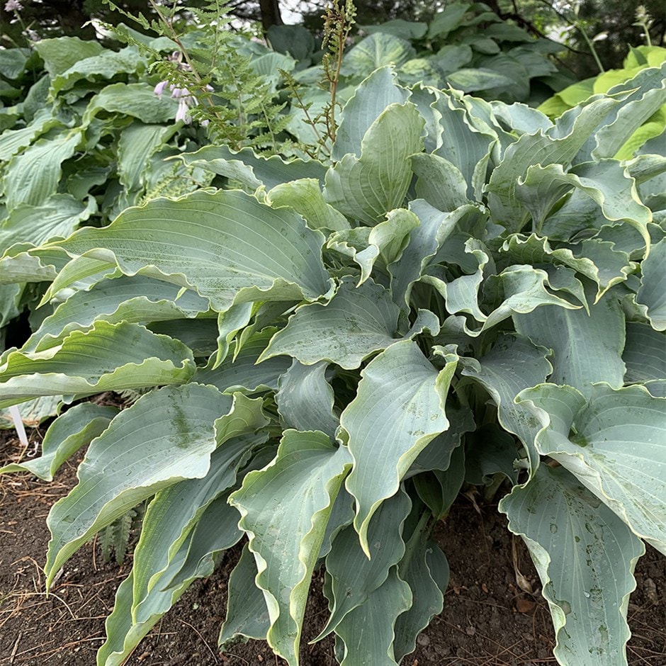 plantain lily