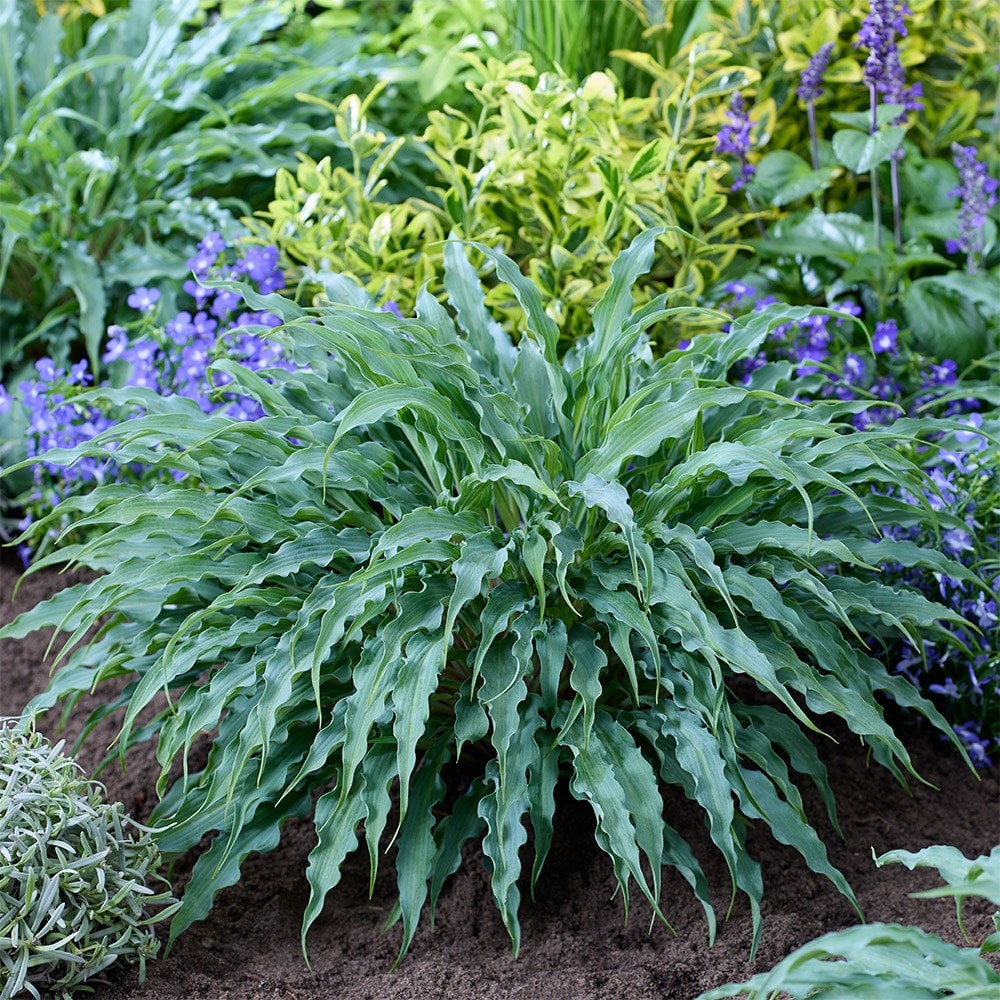 <i>Hosta</i> 'Silly String' (PBR)