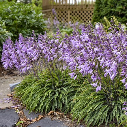 Hosta Silly String (PBR)