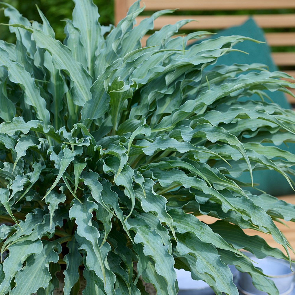 <i>Hosta</i> 'Silly String' (PBR)