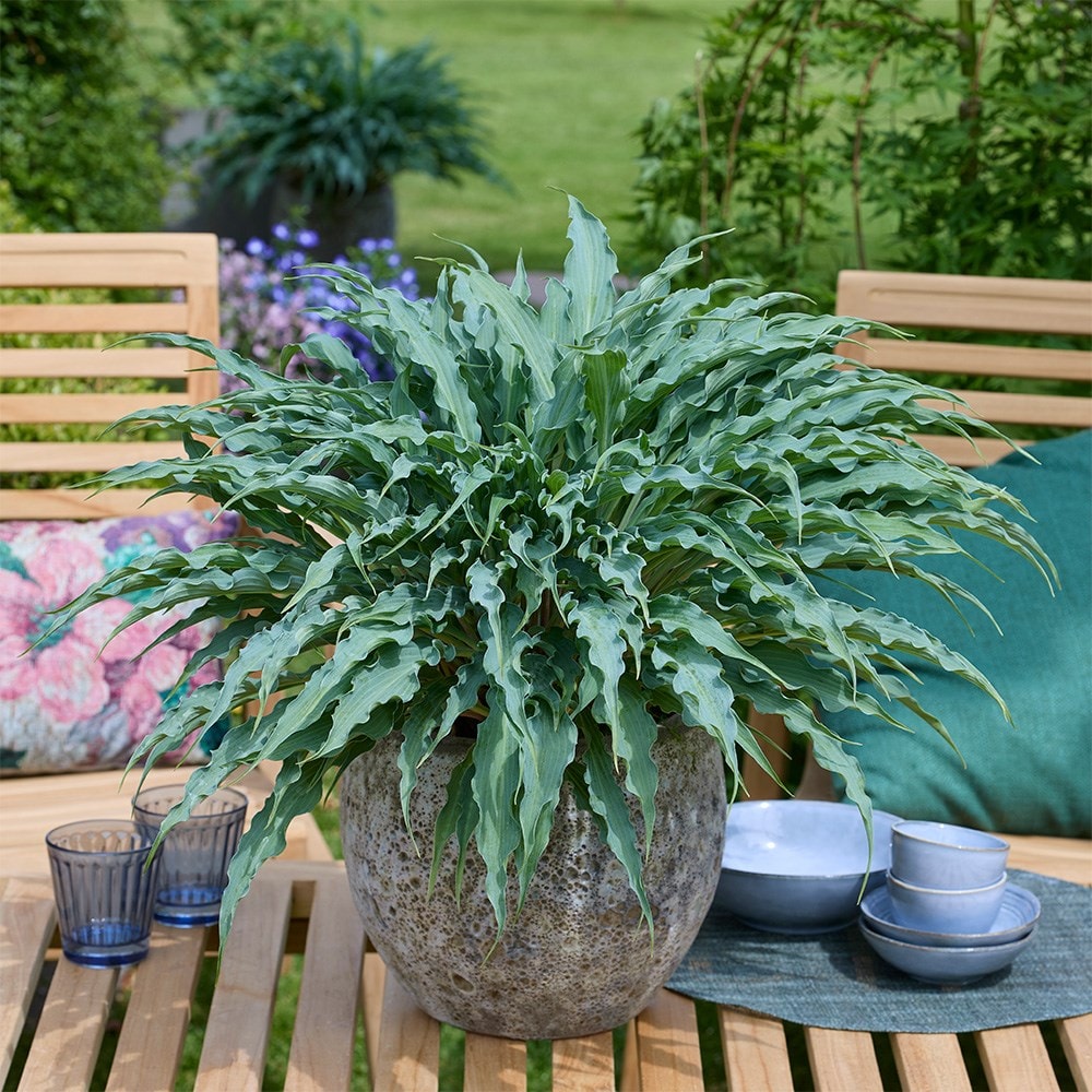 <i>Hosta</i> 'Silly String' (PBR)