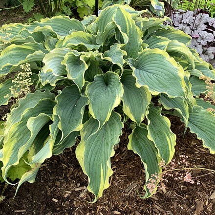 Hosta Voices in the Wind (Shadowland Series) (PBR)