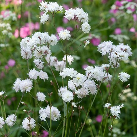 Silene flos-cuculi Petit Henri ('Iflyph')