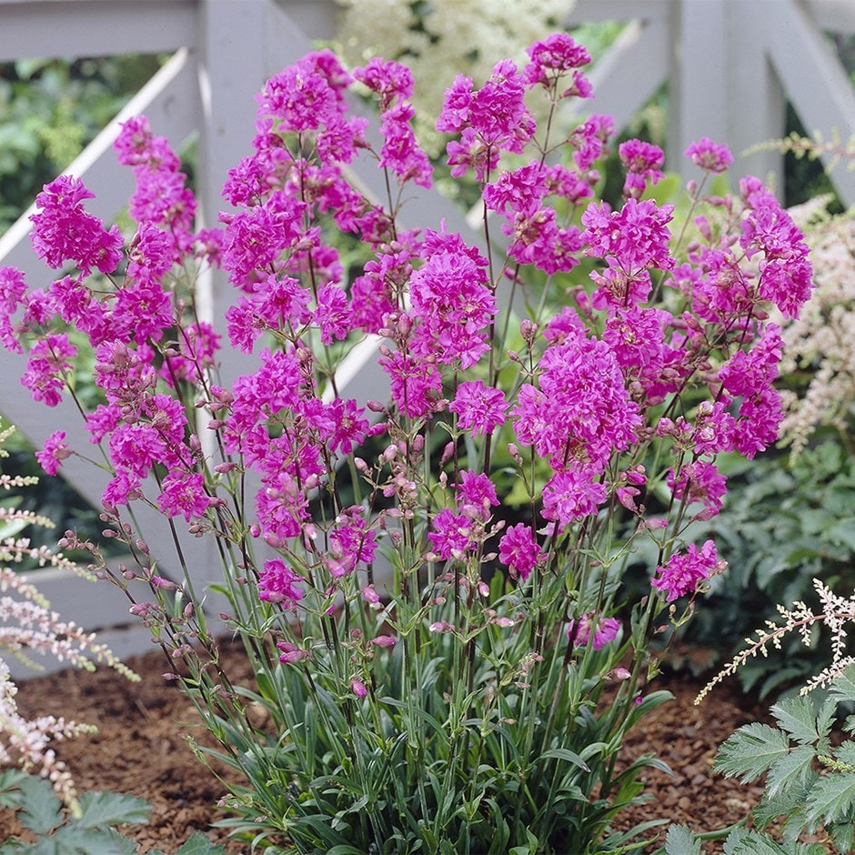 (syn. Lychnis Plena)