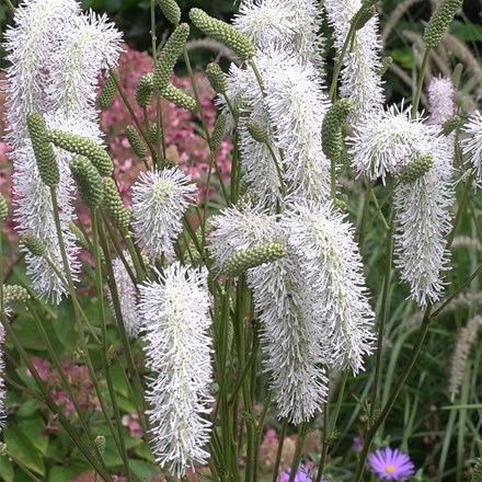 Sanguisorba White Brushes