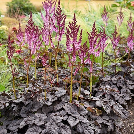 Astilbe Darkside of the Moon (PBR)
